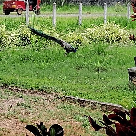 Arachiwil Green Nature Resort Puttalam Exterior foto