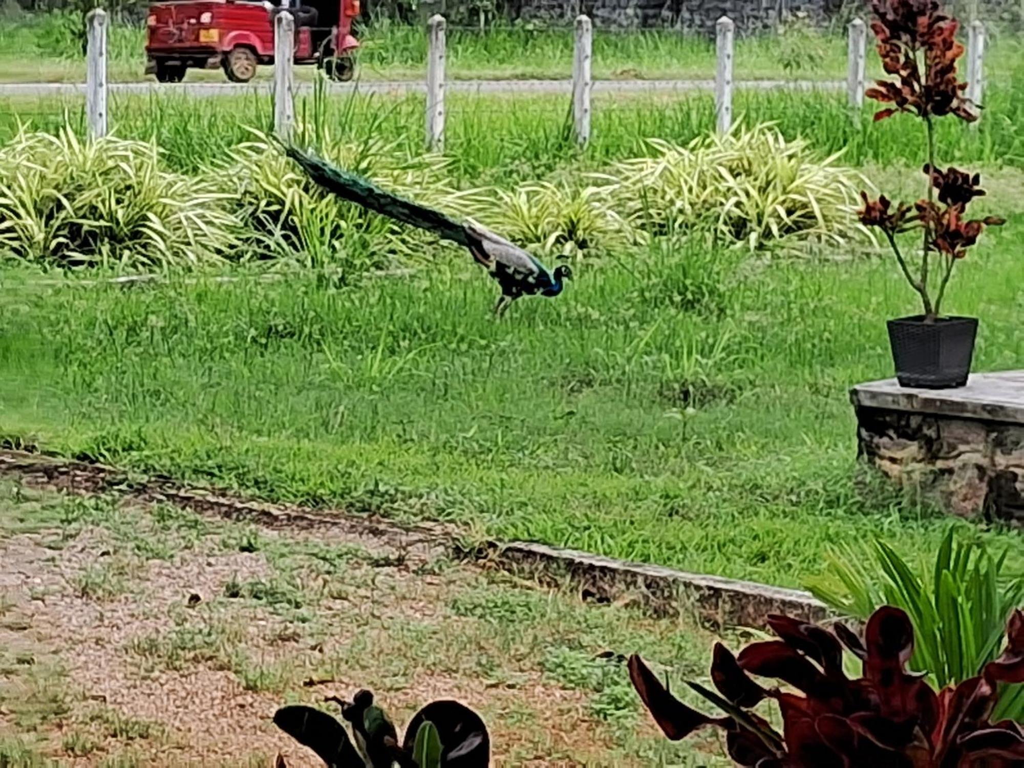 Arachiwil Green Nature Resort Puttalam Exterior foto